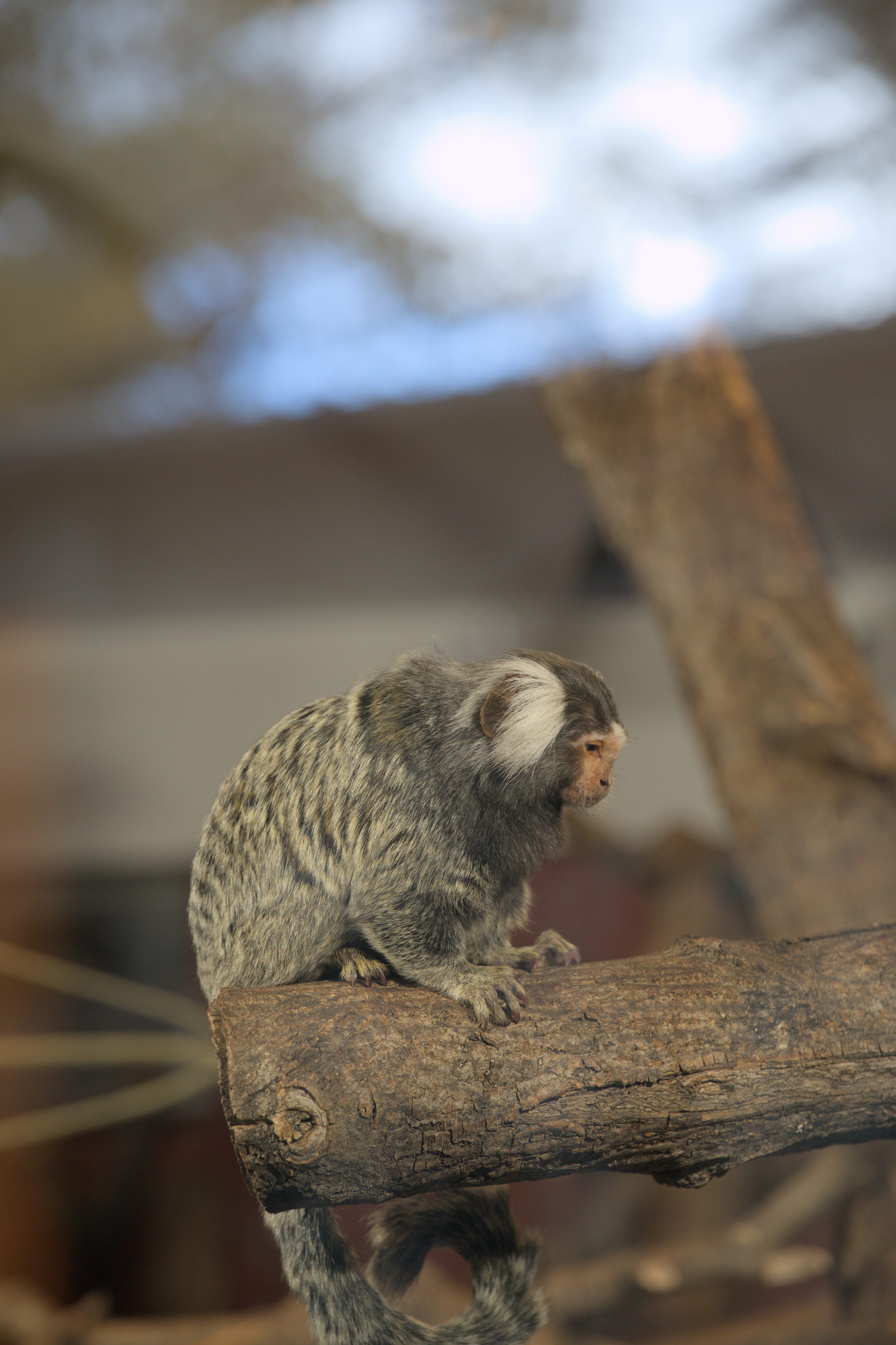 2025/10/12 - zoo/DSC_0105.jpg